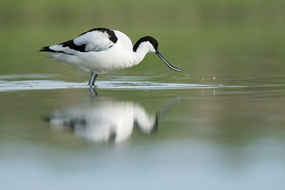 BUITEN BEELD Foto: 315263