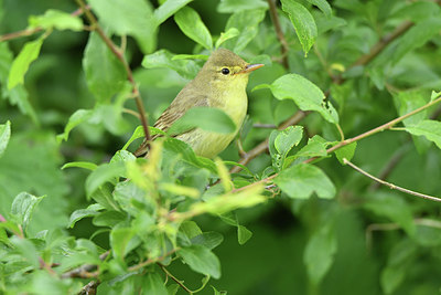 BUITEN BEELD Foto: 315288