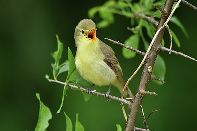 BUITEN BEELD Foto: 315298