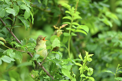 BUITEN BEELD Foto: 315306