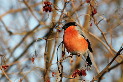 BUITEN BEELD Foto: 315314