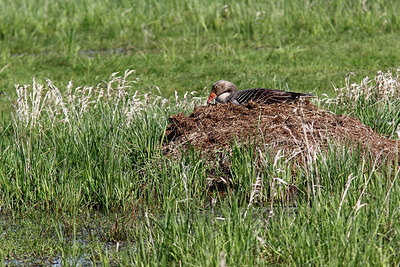 BUITEN BEELD Foto: 315319