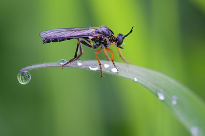 BUITEN BEELD Foto: 315367