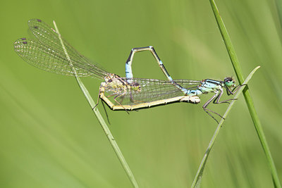 BUITEN BEELD Foto: 315400