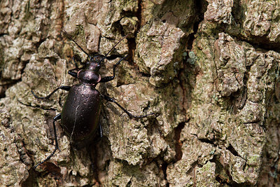 BUITEN BEELD Foto: 315417
