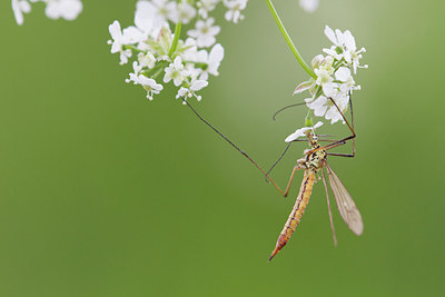 BUITEN BEELD Foto: 315421