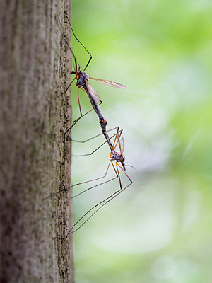 BUITEN BEELD Foto: 315426