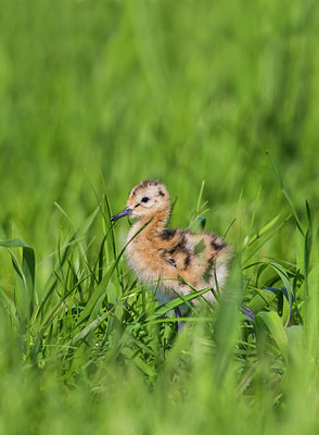 BUITEN BEELD Foto: 315433