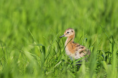BUITEN BEELD Foto: 315434