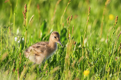 BUITEN BEELD Foto: 315436
