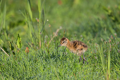 BUITEN BEELD Foto: 315437