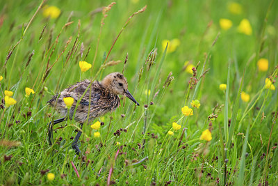 BUITEN BEELD Foto: 315441