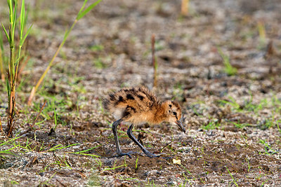 BUITEN BEELD Foto: 315442