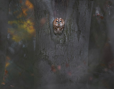 BUITEN BEELD Foto: 315457