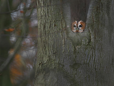 BUITEN BEELD Foto: 315458