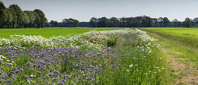 BUITEN BEELD Foto: 315476