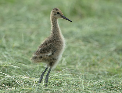 BUITEN BEELD Foto: 315479