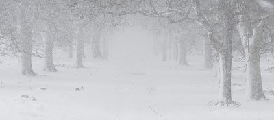 BUITEN BEELD Foto: 315486