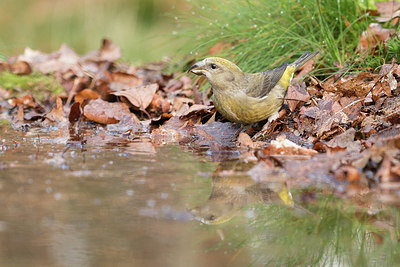 BUITEN BEELD Foto: 315496