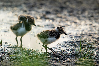 BUITEN BEELD Foto: 315513