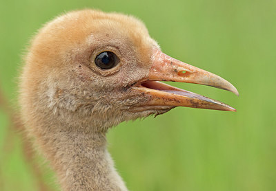 BUITEN BEELD Foto: 315544