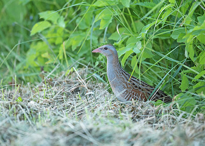 BUITEN BEELD Foto: 315545