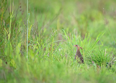 BUITEN BEELD Foto: 315552