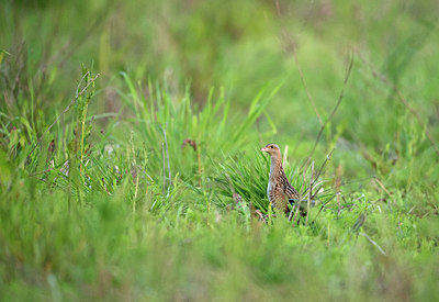 BUITEN BEELD Foto: 315553