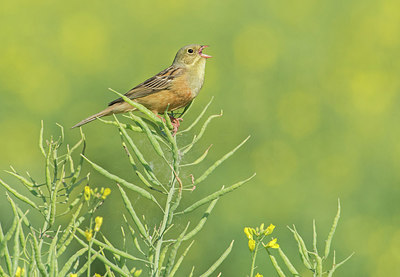 BUITEN BEELD Foto: 315556