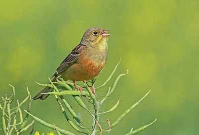 BUITEN BEELD Foto: 315557