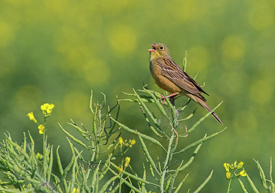 BUITEN BEELD Foto: 315558