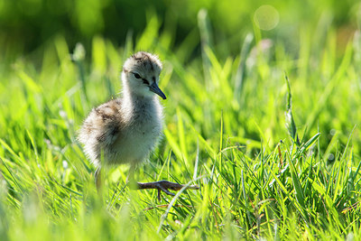 BUITEN BEELD Foto: 315561