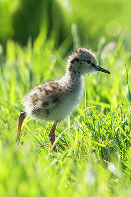 BUITEN BEELD Foto: 315562