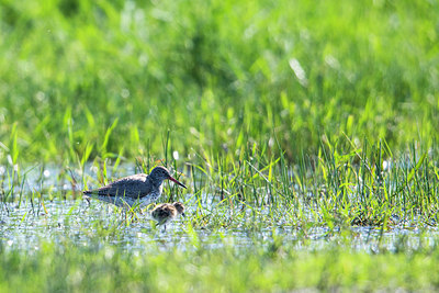 BUITEN BEELD Foto: 315563