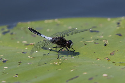 BUITEN BEELD Foto: 315567