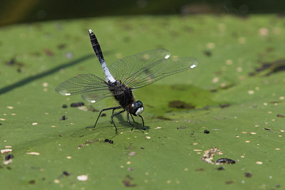 BUITEN BEELD Foto: 315570