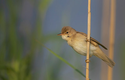 BUITEN BEELD Foto: 315585