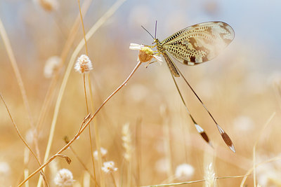 BUITEN BEELD Foto: 315618