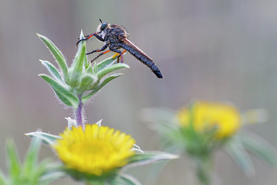 BUITEN BEELD Foto: 315620