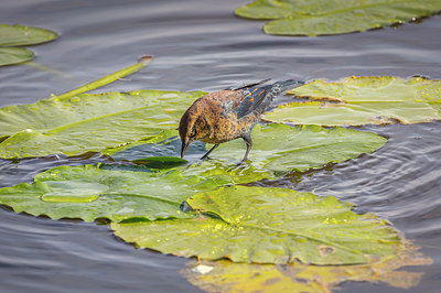 BUITEN BEELD Foto: 315629