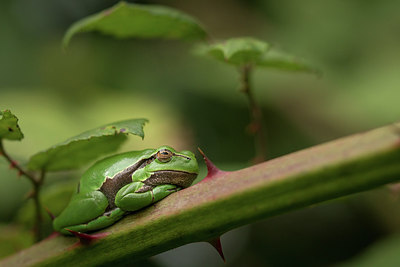 BUITEN BEELD Foto: 315646