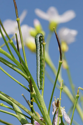 BUITEN BEELD Foto: 315654