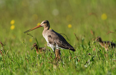 BUITEN BEELD Foto: 315659