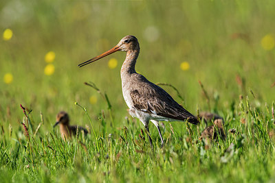 BUITEN BEELD Foto: 315660