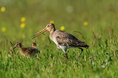 BUITEN BEELD Foto: 315661