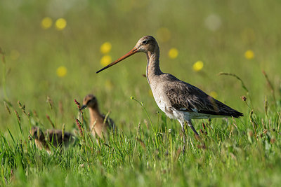 BUITEN BEELD Foto: 315662