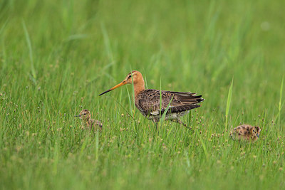 BUITEN BEELD Foto: 315664