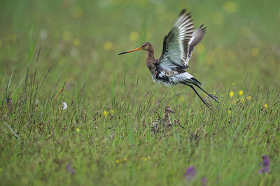 BUITEN BEELD Foto: 315665