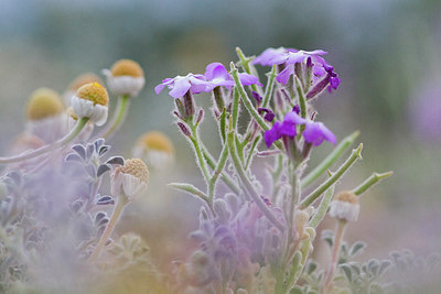 BUITEN BEELD Foto: 315682