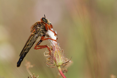 BUITEN BEELD Foto: 315697